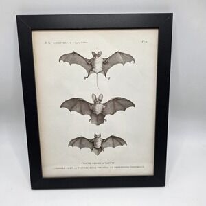 Vintage Style Bat Illustration Framed Print Cottagecore Natural History Art